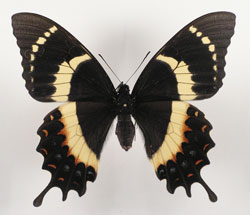 Papilio garamas elyctron female (abberant) Internet Image property of respective owner, non-commercial use only